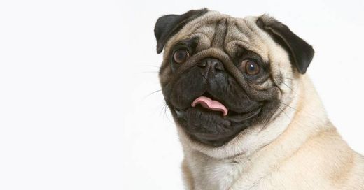 Pug