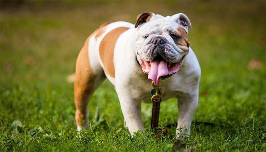 Bulldog 