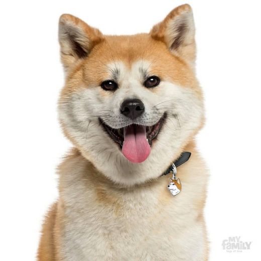 Shiba Inu