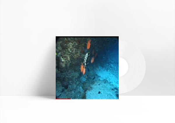 Canción Sonido de la naturaleza en el océano🐬