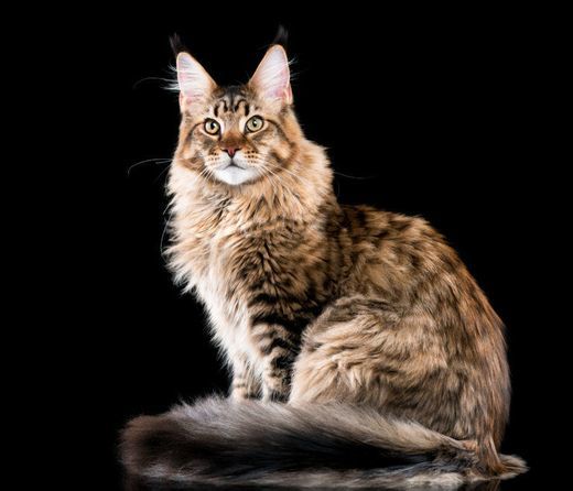 Fashion maine coon