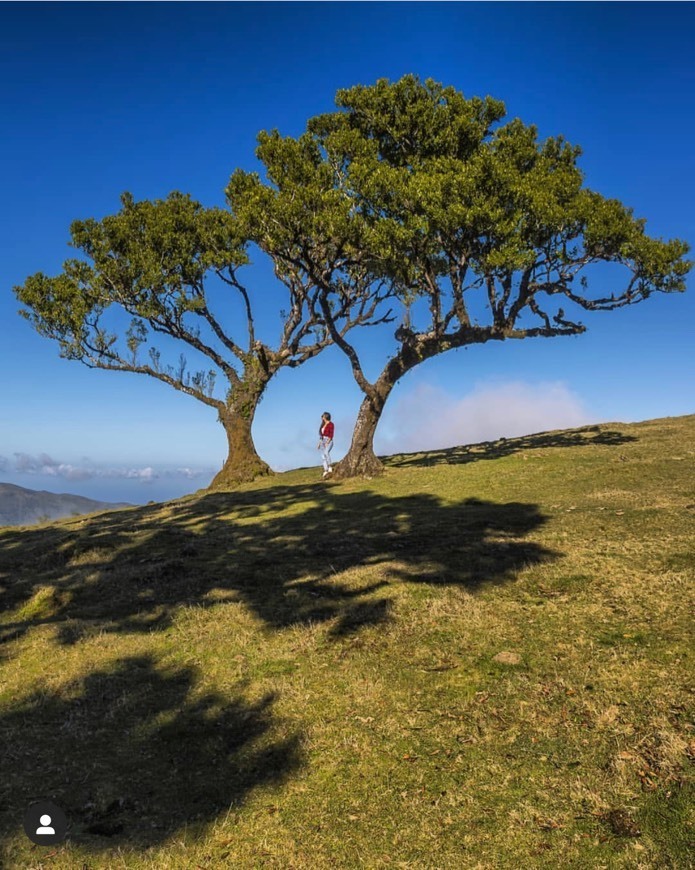 Social PR13 - Vereda do Fanal
