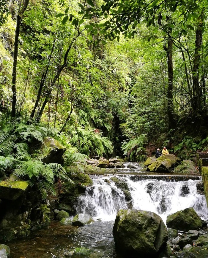 Social Levada do Rei 