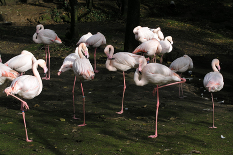 Place Zoo Lourosa - Ornithological Park Lourosa