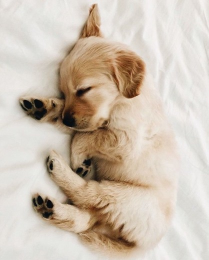 Baby Golden Retriever