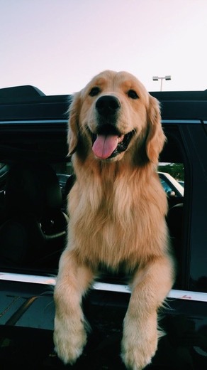 Golden Retriever