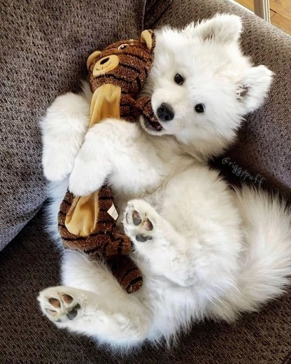 Baby Samoyed