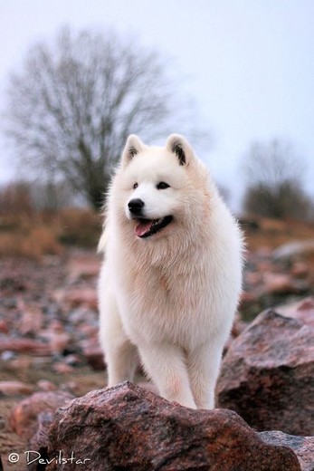 Samoyed