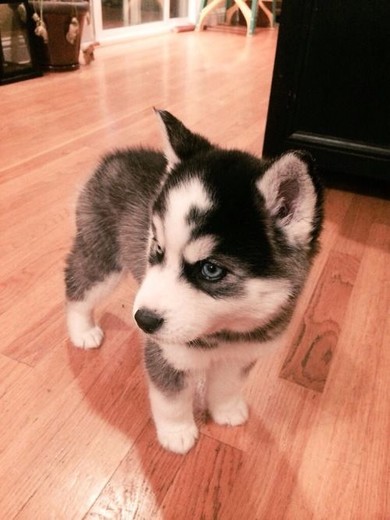 Baby Husky Siberiano 