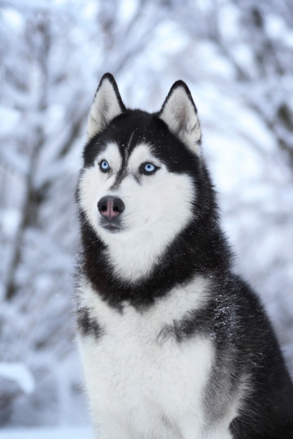 Fashion Husky Siberiano 