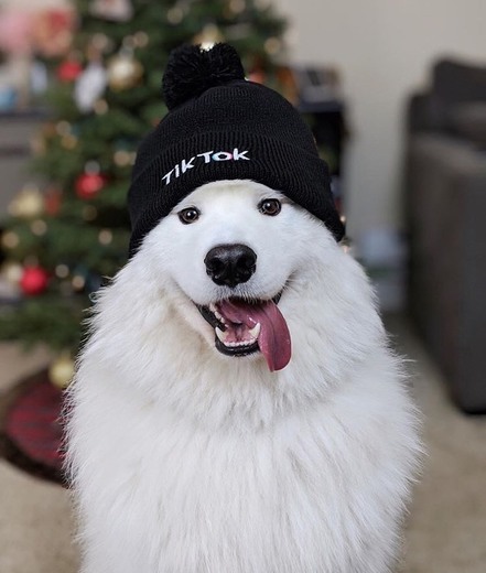 Enzo the Samoyed 