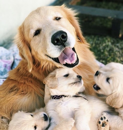 Golden Retrievers