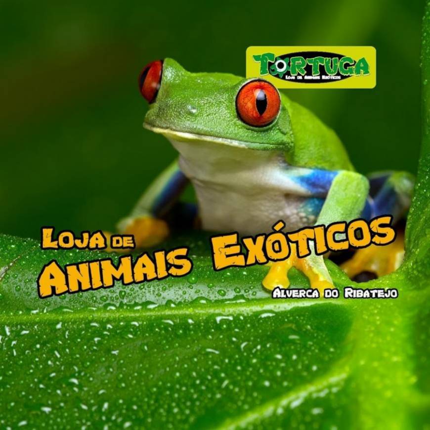 Lugares Tortuga Petshop - Animais Exóticos