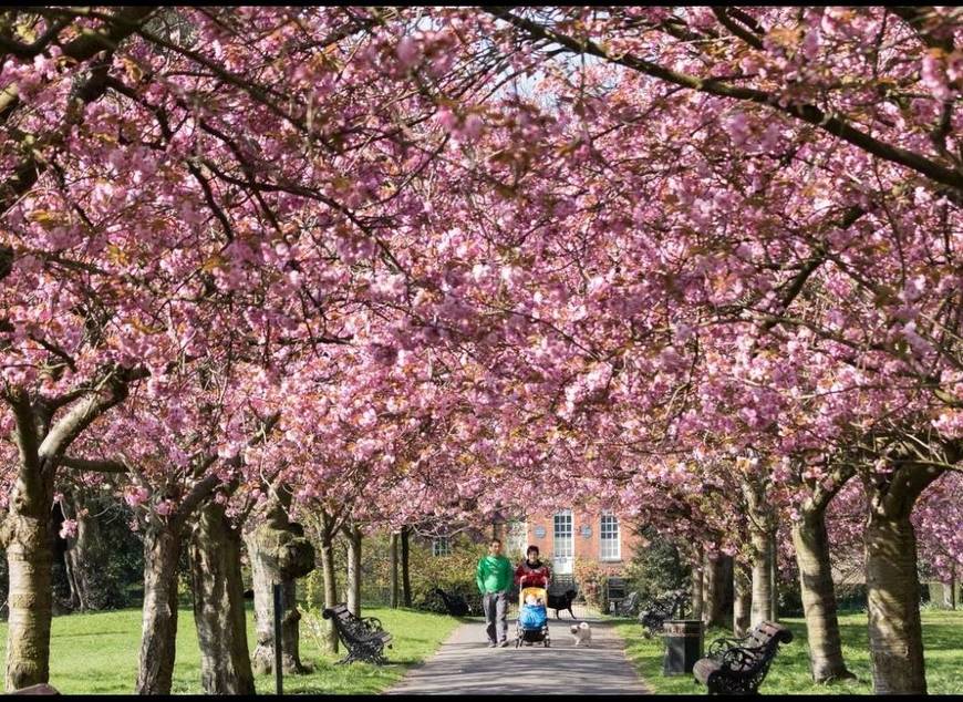 Greenwich Park