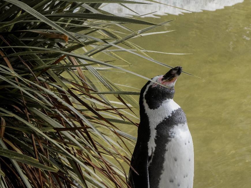 Moda Pinguim de Humboldt