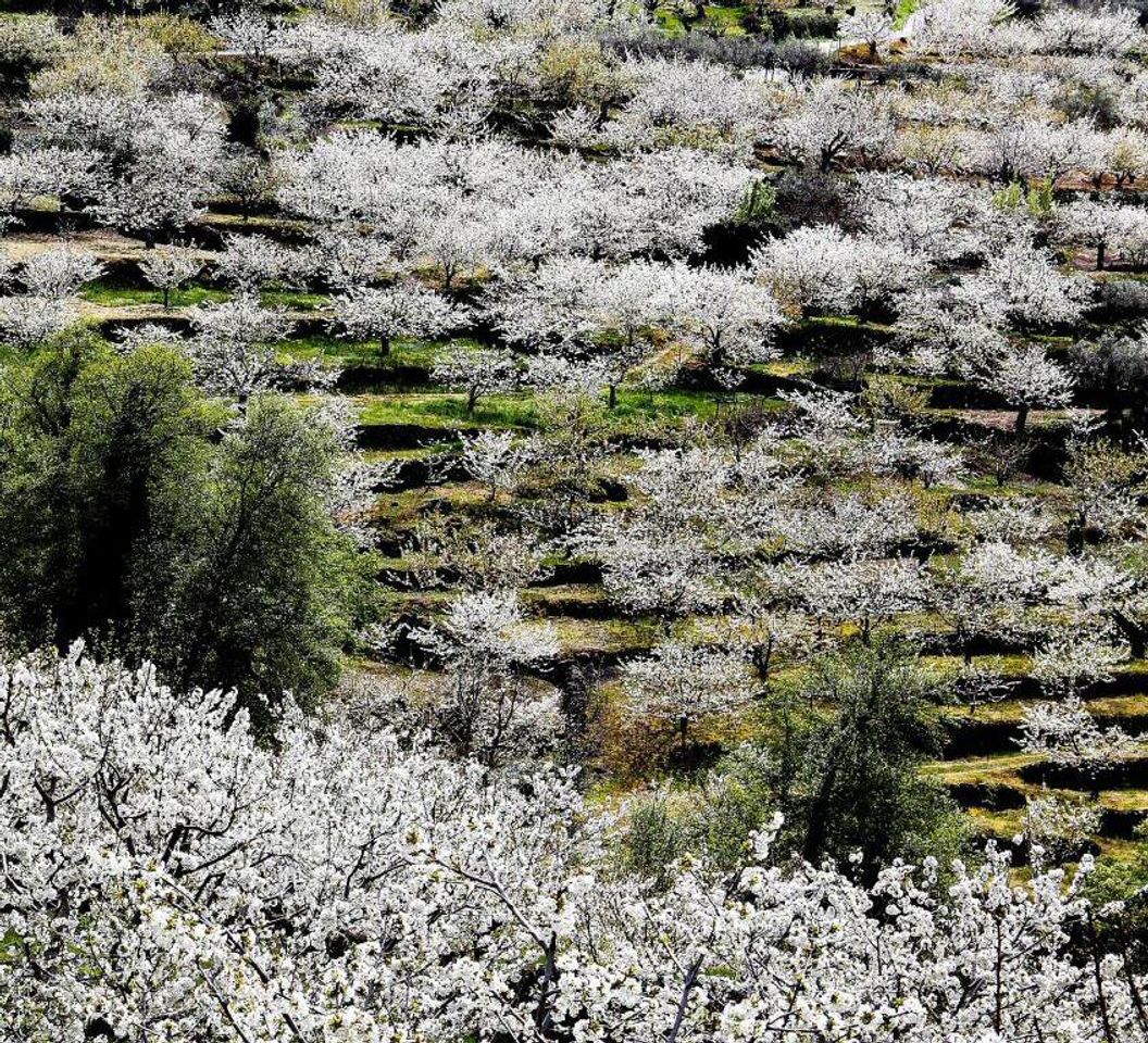 Place Valle del Jerte