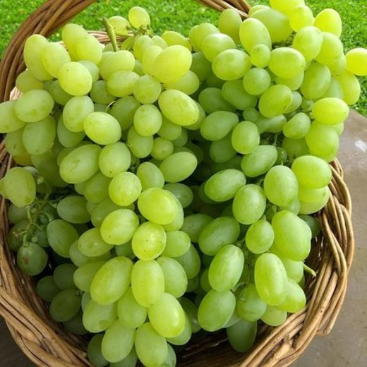 Uvas