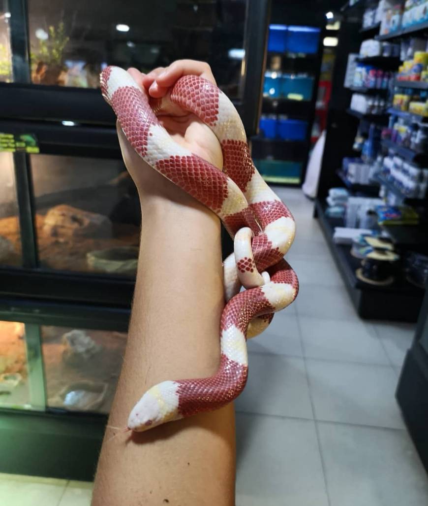 Moda Milk snake ❤️