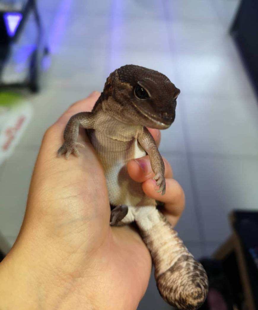 Fashion Gecko de cauda gorda ❤️