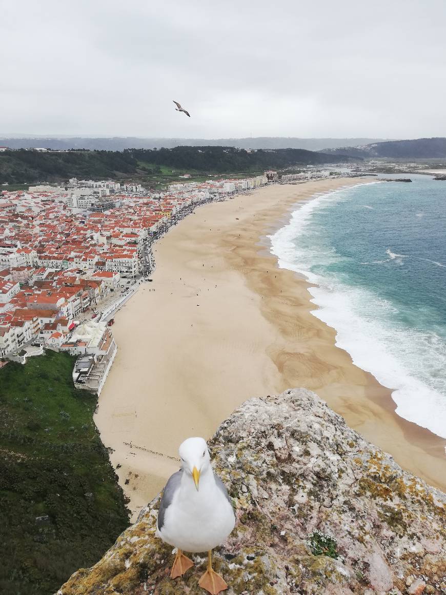 Place Nazaré