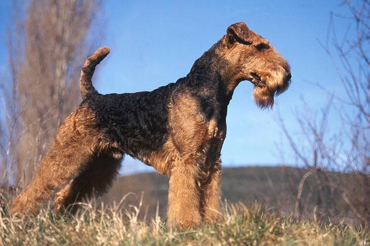 Fashion Airedale terrier❤️