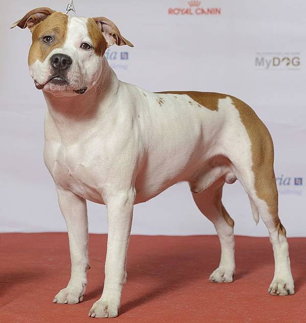 Fashion   American Staffordshire Terrier❤️