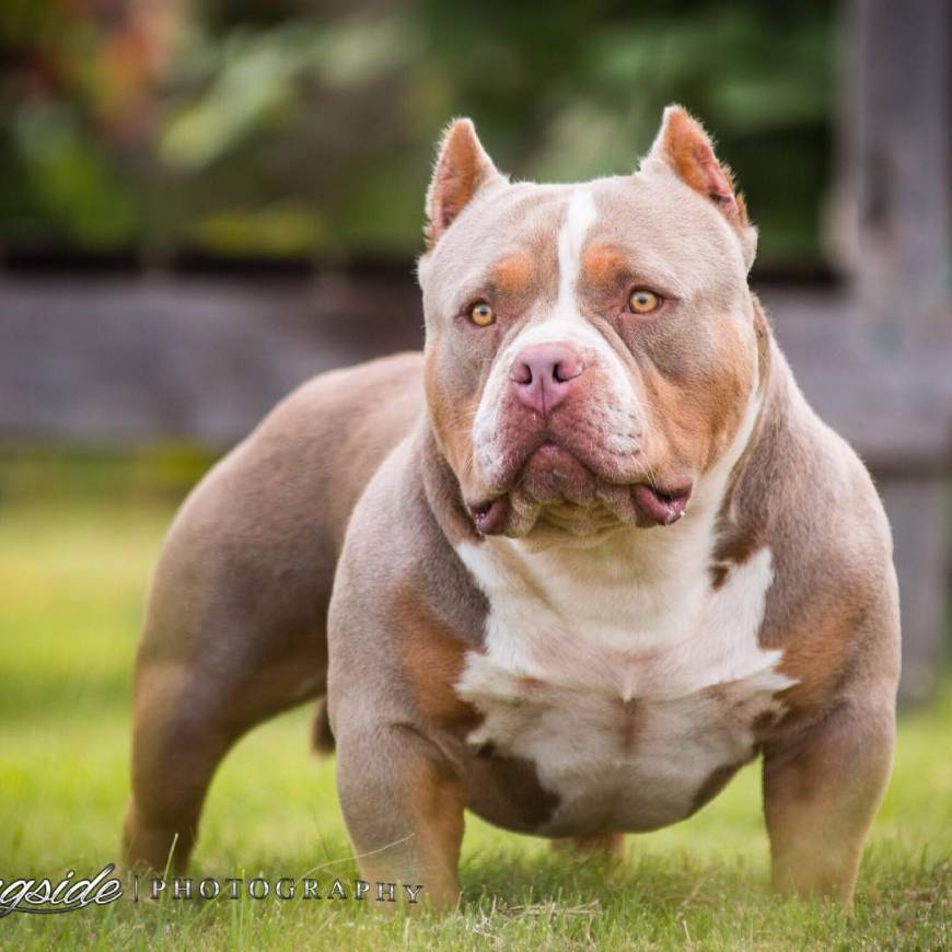 Fashion American Bully ❤️