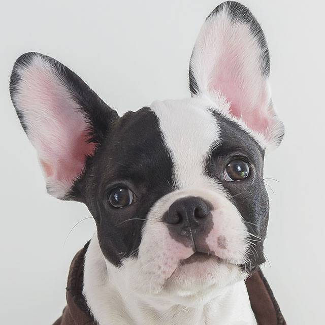 Fashion Buldogue Francês ❤️