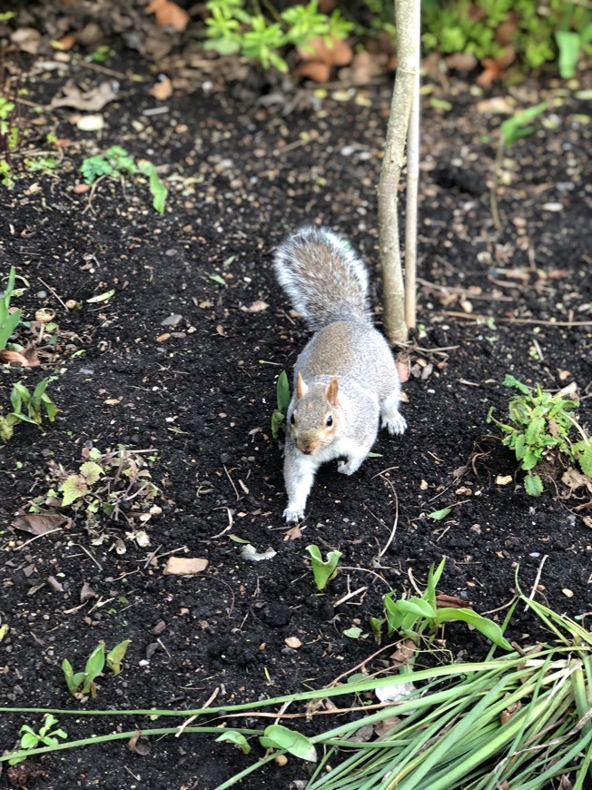 Lugar St. James's Park