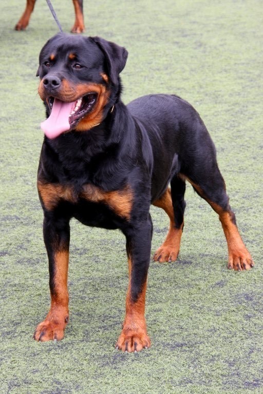 Moda Rottweiler