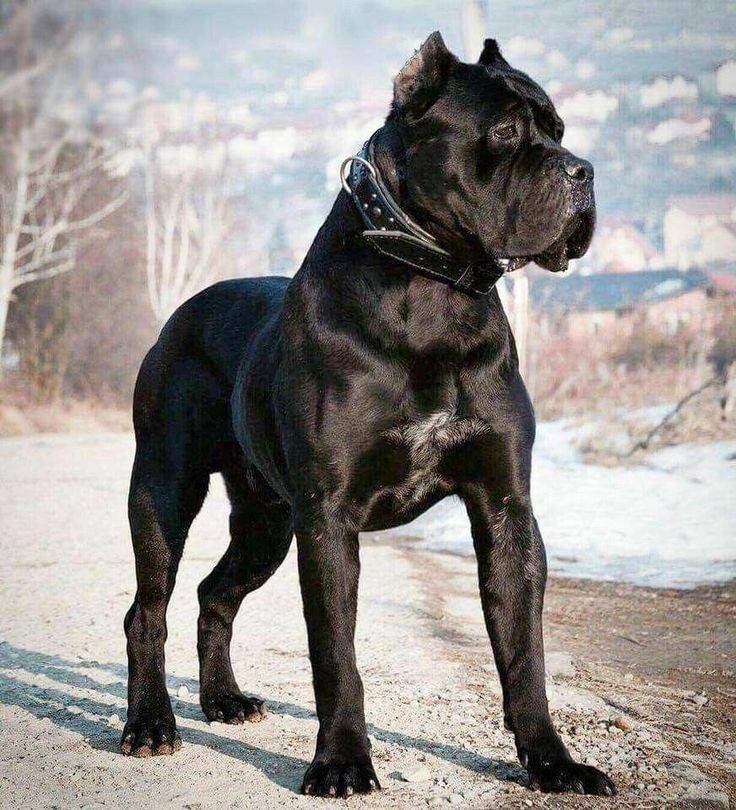 Moda Cane corso