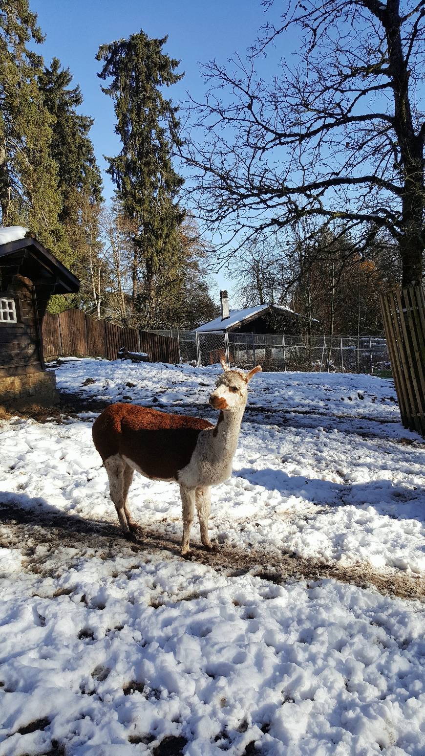 Lugar Zoo du Bois du Petit-Château