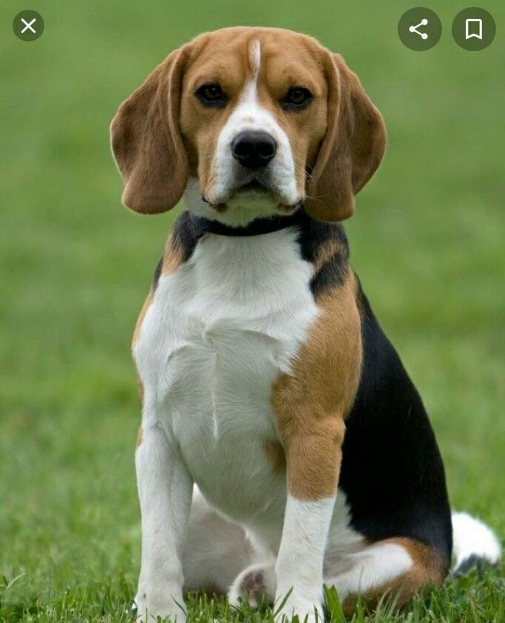 Fashion Raça Beagle