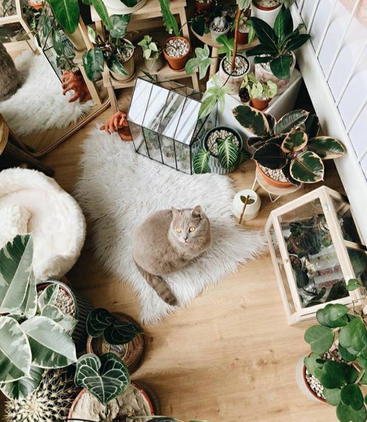 • Plantar •