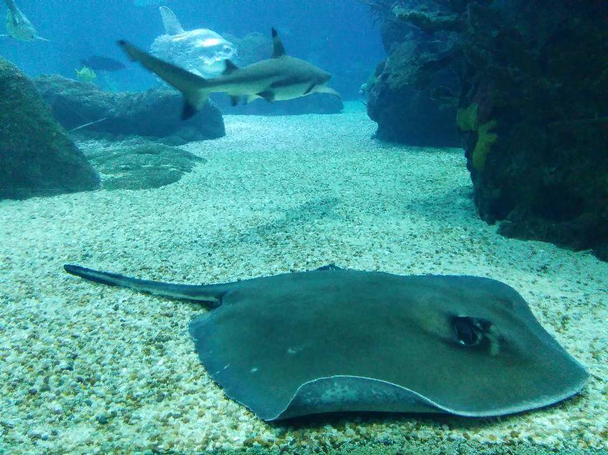 Lugar Oceanário de Lisboa