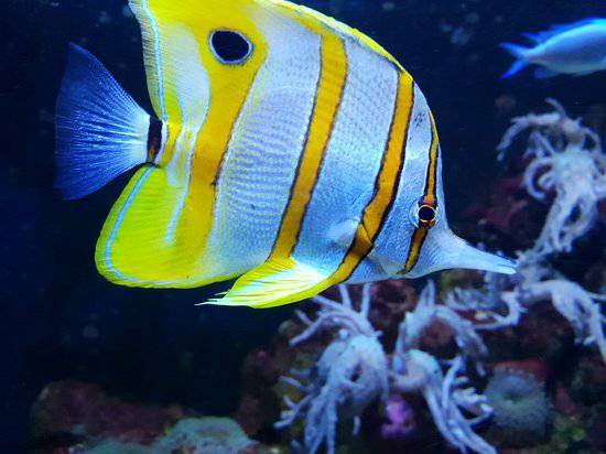 Place SEA LIFE Bray Aquarium