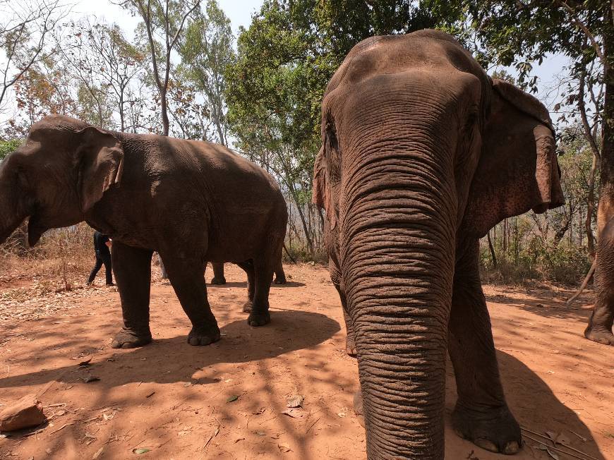 Place Elephant Nature Park