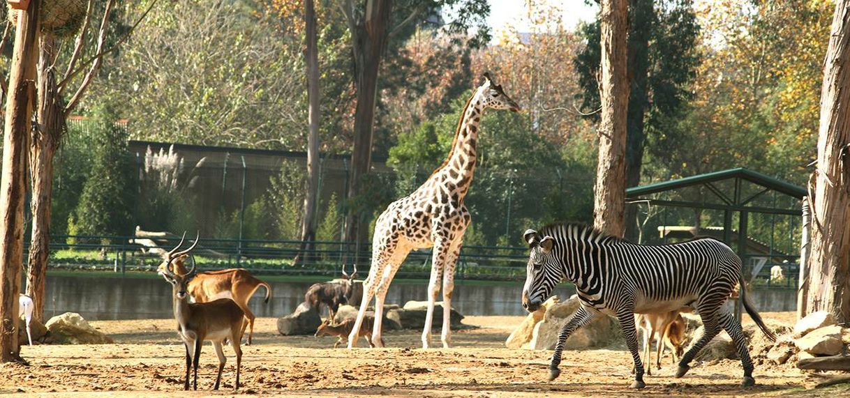 Lugar ZOO Santo Inácio