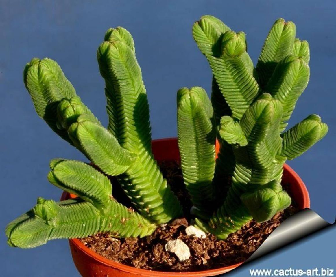 Fashion Crassula piramidal, una suculenta de lo más bonita | Jardineria On