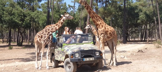 Badoca safari park