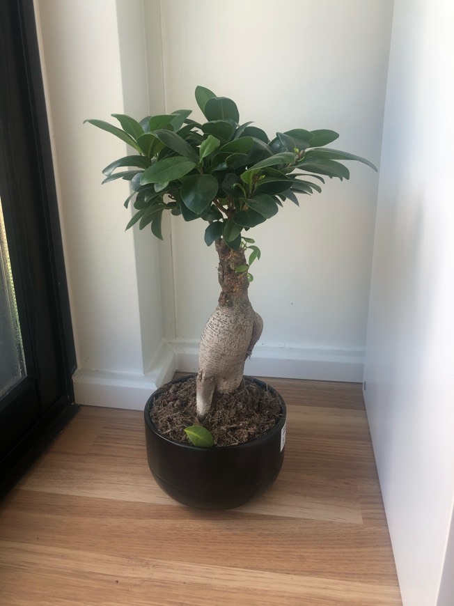 Product Bonsai - Olmo chino, 5 Años