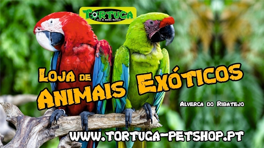 Lugar Tortuga petshop 