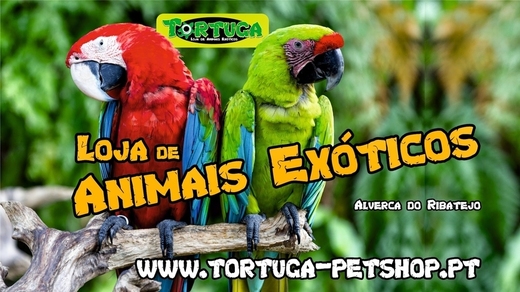 Tortuga petshop 