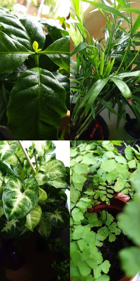 Social Plantas com pote incluído 