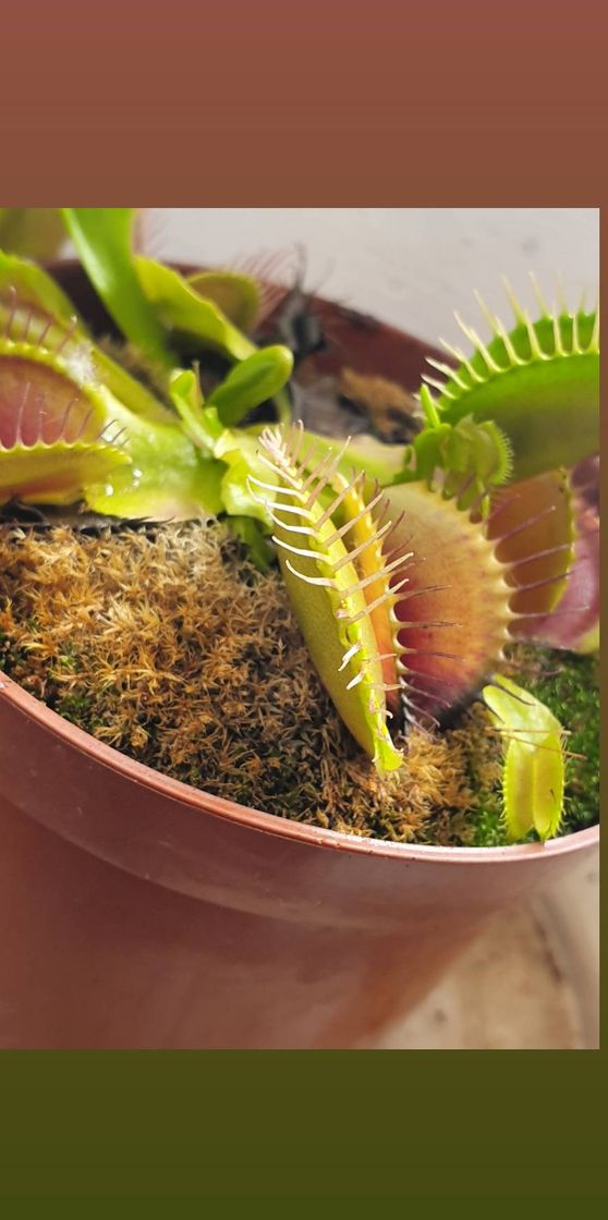 Social Dioneia, planta carnívora.
