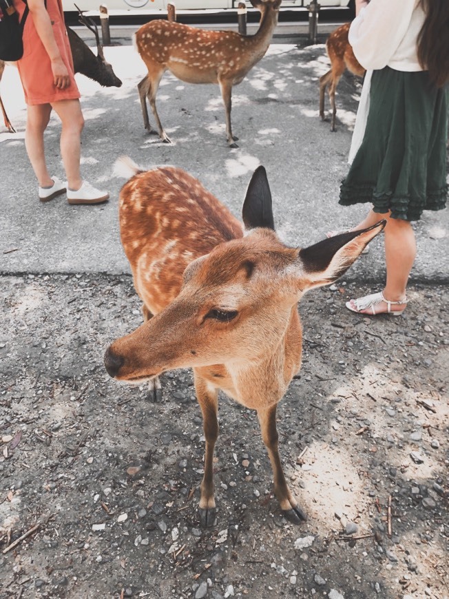 Lugar Nara Park