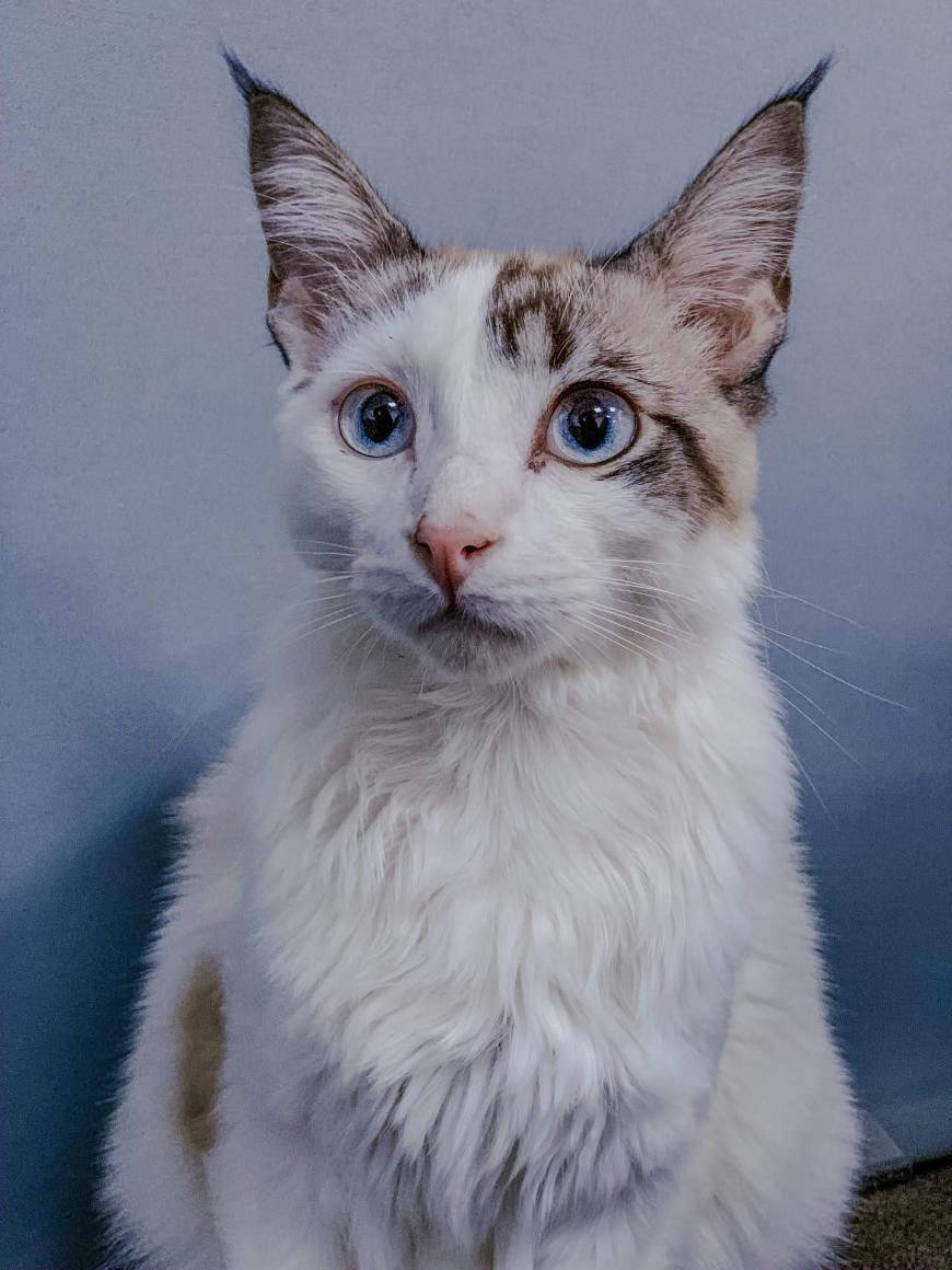 Social O meu gato: Simba
