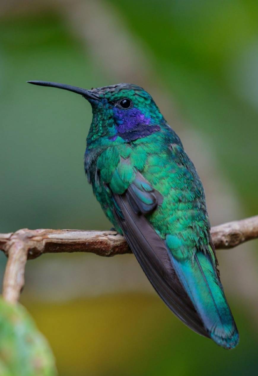 Fashion Beija-flor-violeta