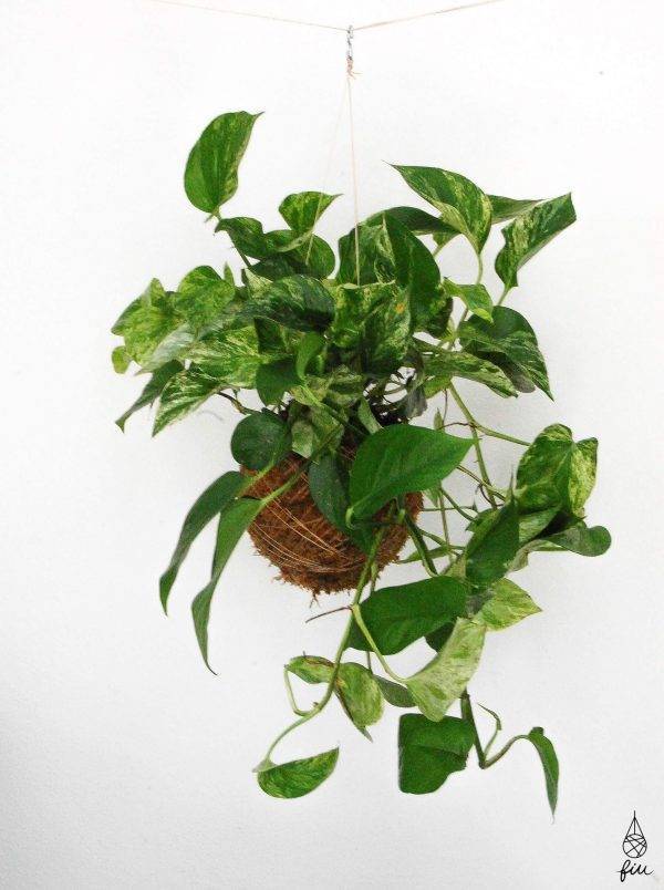 Producto Epipremnum Aureum