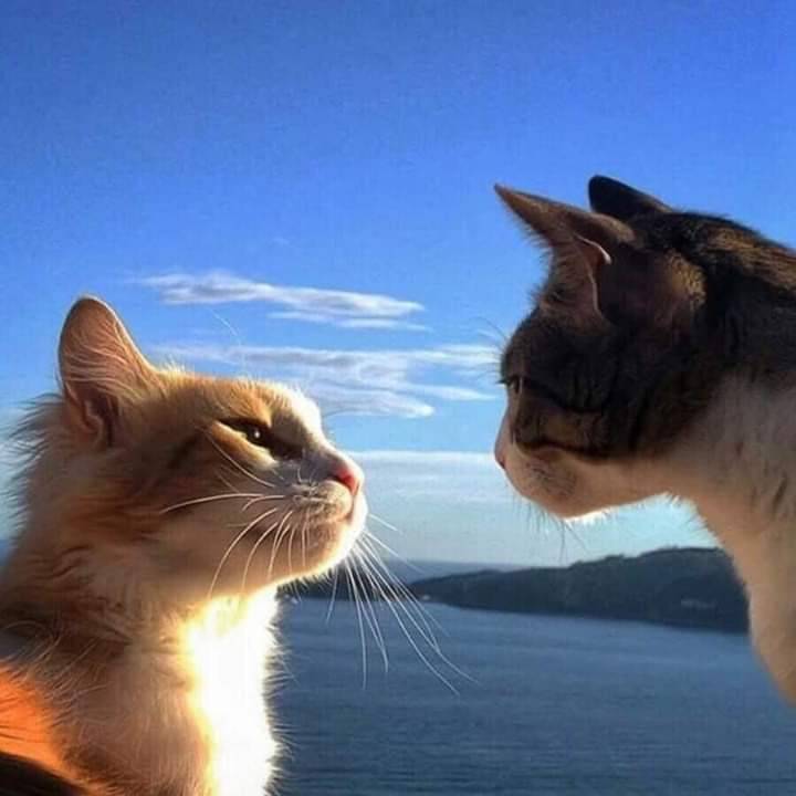 Moda Cats in Love